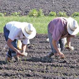 ACampesinos's profile picture. 