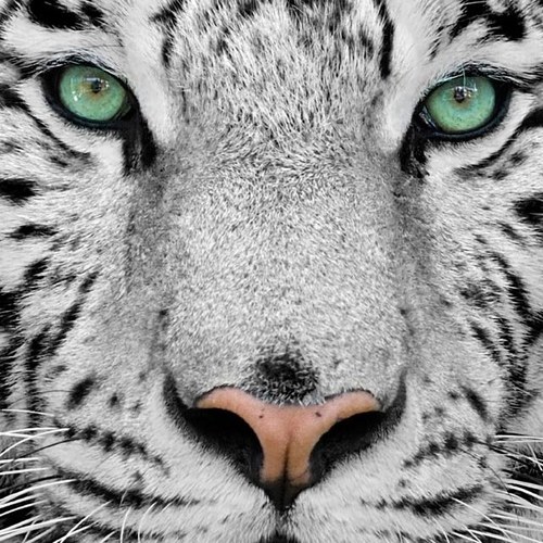 gwalanchy's profile picture. 