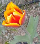 Hacemos cosas bellas pensando Natural.Decoración,terraza,jardín,plantas,artesanía. Espacio #coworkingArtesano. Zaragoza