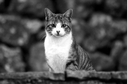 Cine, gatos, literatura, gatos, música, gatos, pintura, gatos, fotografía, gatos, cultura, gatos, ciencia, gatos,...y más gatos.