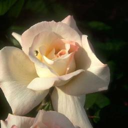 hamada3920441's profile picture. 