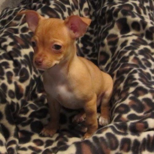 Baby chihuahua, spoiled rotten!! :)