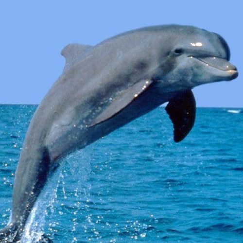 Average_Dolphin's profile picture. 