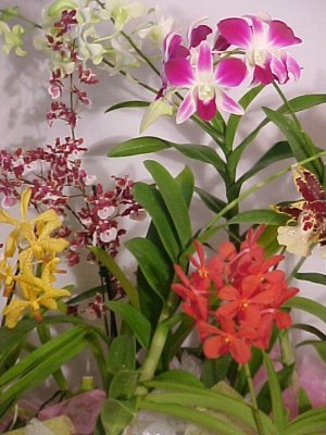 Contentzza is a blog maintained by a group of Professional Agriculturist, Horticulturists who are having more than 25 years of experience in this field.