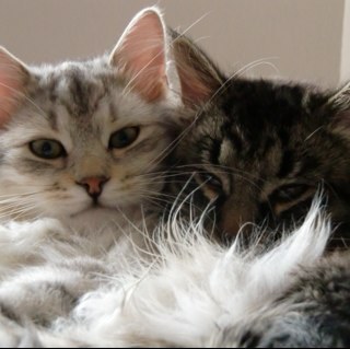 MarinaSessa's profile picture. 