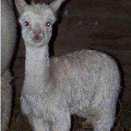 We raise quality suri alpacas in east central Iowa.