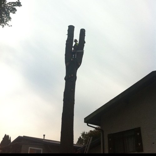 ServicesTree's profile picture. 