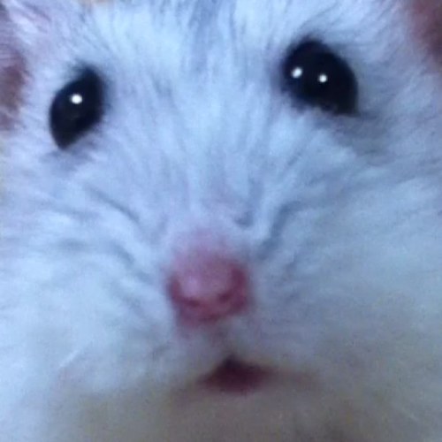 samitiii's profile picture. 