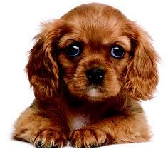 Online superstore for UK pet owners