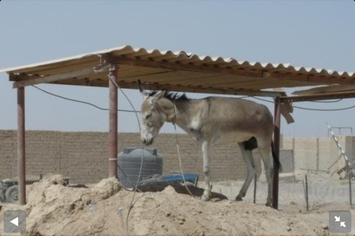 Im George the donkey. I only have 3 legs. I also have a brother called Dominic hes in a Christmas song, i fucking hate it.