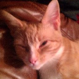 Mylo_TheCat's profile picture. I'm a clever 6 month old tweeting cat! I love running around and pissing people off. I purr, You fuss!