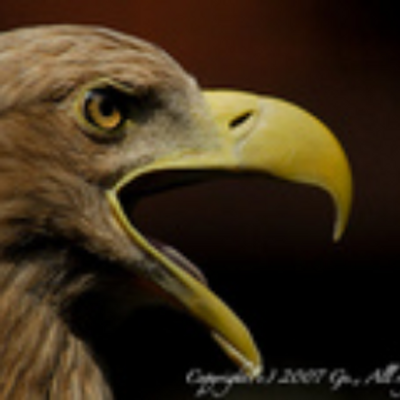 kingeagle