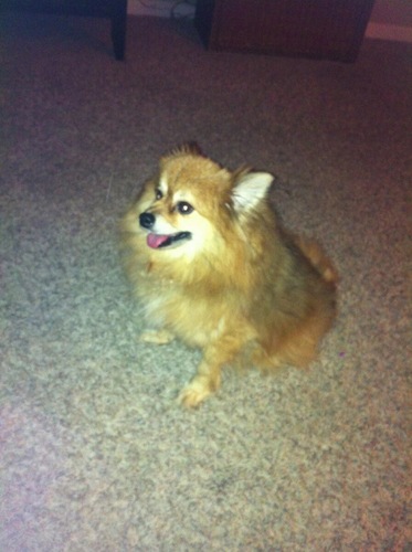 just a dog chasin my dreams