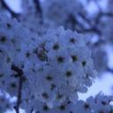 Diana - @diane_miley12 - Twitter