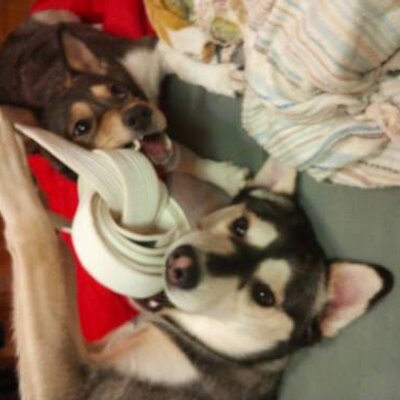 高橋信太郎 Usen Next Holdings Cmo Shintshint Twitter