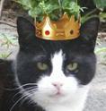 I'm a cat, I eat, sleep, hunt and command the humans in my neighbourhood