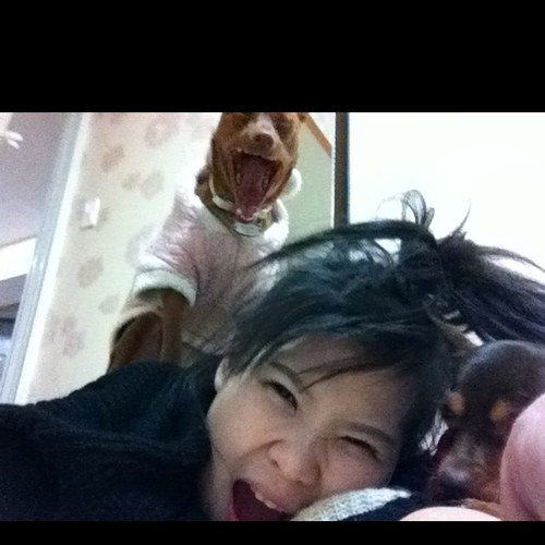 kimbbodeang's profile picture. 까칠힌 개님 미니핀 세마리와 동거중..미드덕후 애니종결자로 나꼼수를 추종하고 사회 인문 정치 범죄 심리학에 관심이 많은 20대 여자 임다ㅇ