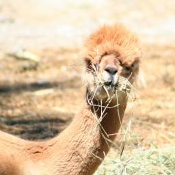 The most balin' mofos in Canada, expect life tweets, updates and bucketlist! We like llamas.