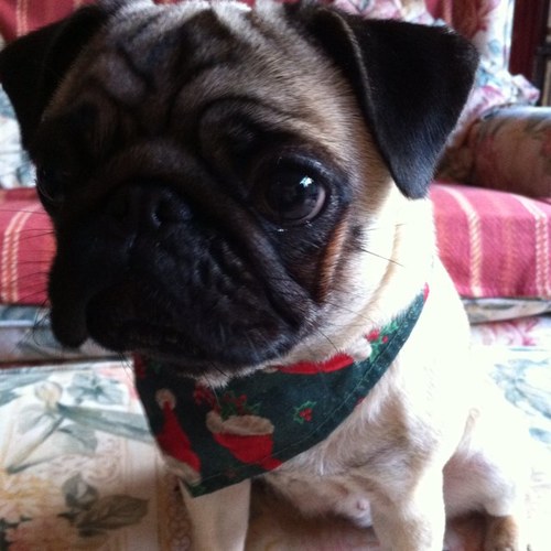 Big sis to @peggy_pug we are the stars of @PugParadiseBlog