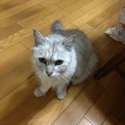 YASUHARU65's profile picture. お笑い/スーパーニュウニュウ(解散)ベルナルドを応援/司法書士試験/令和4年総合落ち/令和5年記述足切りで不合格/令和6年司法書士試験合格/午前32午後30記述109/茨城県で勤務司法書士