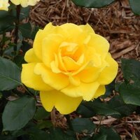 ななや (@nanaya_voice) 's Twitter Profile Photo