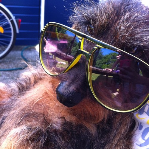 ik ben een hond
