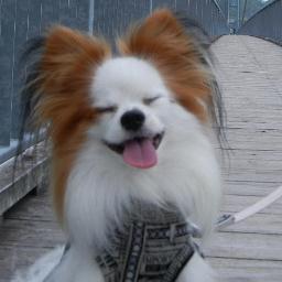 毒親に振り回されて育ち、今は関係を絶ち妻と子供と慎ましく生きてます。愛犬ハチ2021/5/15虹の橋へ。
好きなものはYouTubeと甘いものコーヒー、立派なインドア人間。少額投資を少々。
愛犬の思い出や、その他日常の思いついた事を語ります。
2022/5/14の交通事故で九死に一生を得るて５０歳にて無事に転職成功。
