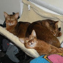 LisaBuckley15's profile picture. Geologist, Lancastrian, crazy cat lady