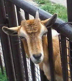 mosu4or1h's profile picture. ジンギスカンのジンくんの羊飼い兼、刀剣乱舞の審神者です。刀ミュは一部だけなら沼でした。外食するとき金額気にする人苦手。１日48時間くらい欲しい元朝弱いマン、転職して早寝早起きできるようになった。
転職して引越しして昇格して時給ちょこっと上がった人。