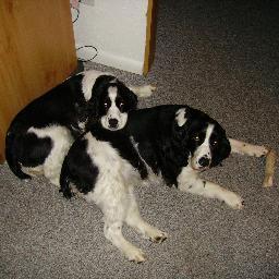 shamosrevenge1's profile picture. Living the Dream.