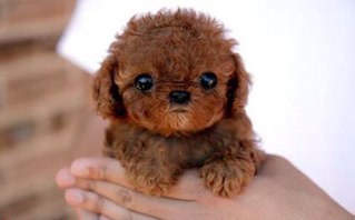 darboo4's profile picture. 