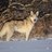 wolfwalker22's profile image