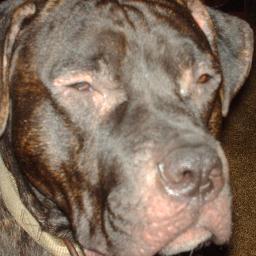 I love dogs dogs are awesome i hate animal abuse love sports and im good at baseball and footbal.