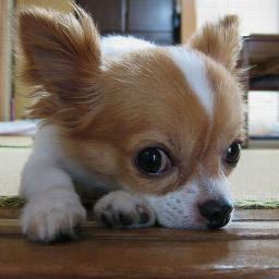 スネなんとかですｗ
https://t.co/wIPvIMOmar