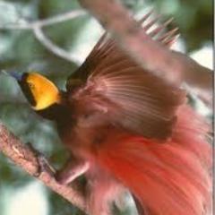 HeavenBird5's profile picture. 