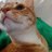 Meow