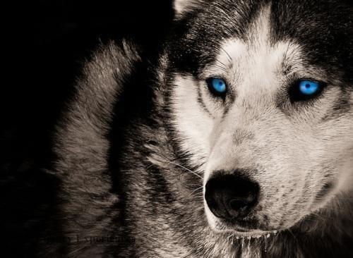 flammenengel's profile picture. 