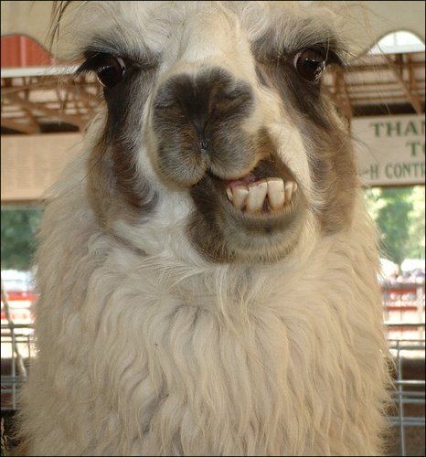 Angry Llama