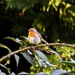 MLoscertales's profile picture. 