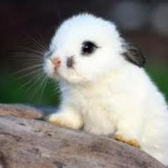 STOP_AnimalTest's profile picture. 