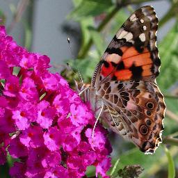 ShareimageCo's profile picture. Shareimage.co is make for you, You can share your images with us