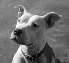 I'm Wallace the Pit Bull, and I rock at catching Frisbees!