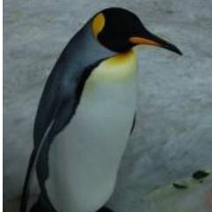 Je suis un pingouin et j'aime jouer avec mes amis les phoque , mon meilleur ami est un bisounours et j'ai une petite licorne :3