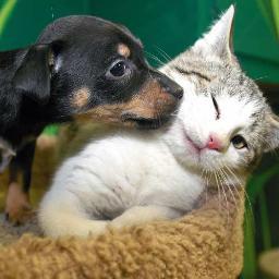 bichodobem's profile picture. Em prol da proteção e do bem-estar dos animais