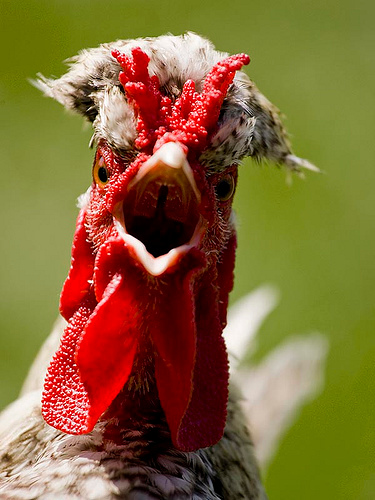 nigga I'm a rooster! #boats #hoez #roostas #champaign #popbottles #bringingsexyback #followme #peace