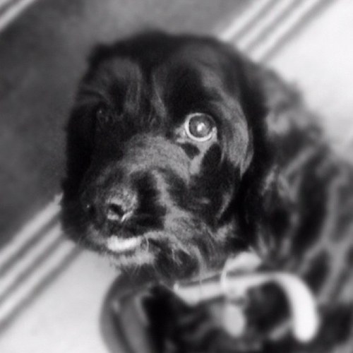 RoddyRobert's profile picture. GSA rider(yeah I know but best bike in the world), always right, rock star, servant to a Labrador,tweets are my own.