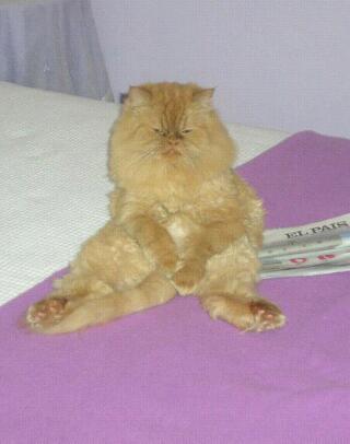 Yolanda Flecha Ontivero