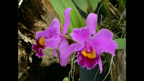 silvanacataldo's profile picture. 