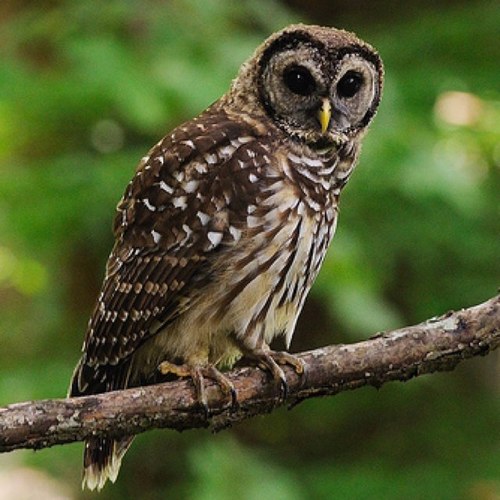I am Oscar! I am an owl with autism.