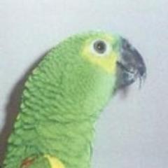 love animals  have 3 dogs 3 birds 1 cat.  my pet are my life